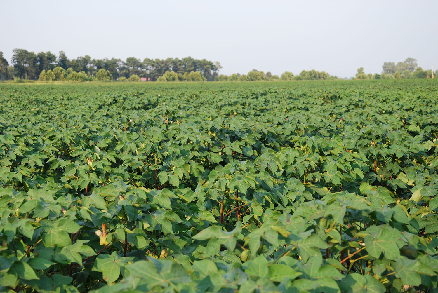 Chemical Application Safety: PHI and REI Explained for Farmers